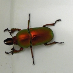 Lamprima aurata (Golden stag beetle) at Isaacs, ACT - 24 Nov 2007 by galah681