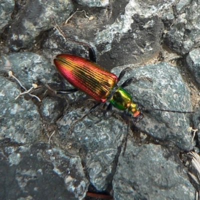 Lepturidea viridis (Green comb-clawed beetle) at Paddys River, ACT - 5 Feb 2010 by galah681