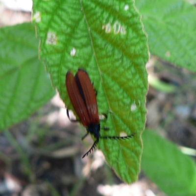 Porrostoma sp. (genus) (Lycid, Net-winged beetle) at Paddys River, ACT - 19 Jan 2010 by galah681