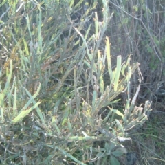 Bossiaea grayi (Murrumbidgee Bossiaea) at Stromlo, ACT - 8 Oct 1916 by julielindner