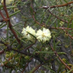 Acacia ulicifolia (Prickly Moses) at Majura, ACT - 11 Aug 2016 by SilkeSma