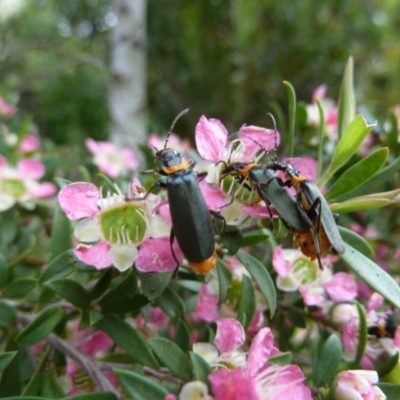 Chauliognathus lugubris (Plague Soldier Beetle) at Isaacs, ACT - 2 Dec 2010 by galah681