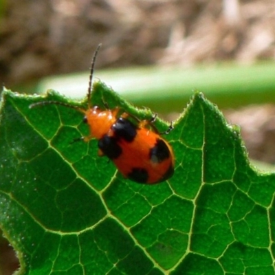 Aulacophora hilaris (Pumpkin Beetle) at Isaacs, ACT - 19 Dec 2008 by galah681