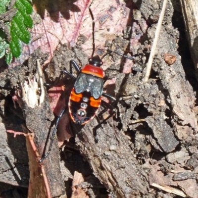 Dindymus versicolor (Harlequin Bug) at Paddys River, ACT - 6 Dec 2013 by galah681