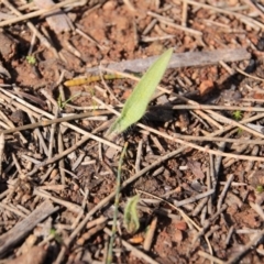 Caladenia sp. (A Caladenia) at Canberra Central, ACT - 12 Aug 2016 by petersan