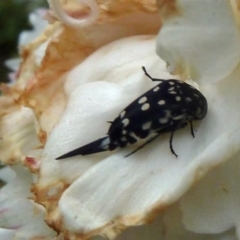 Mordella dumbrelli (Dumbrell's Pintail Beetle) at Isaacs, ACT - 29 Dec 2011 by galah681