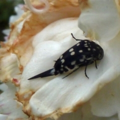 Mordella dumbrelli (Dumbrell's Pintail Beetle) at Isaacs, ACT - 30 Dec 2011 by galah681