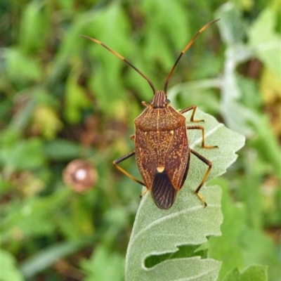 Poecilometis strigatus (Gum Tree Shield Bug) at Isaacs, ACT - 15 Jan 2010 by galah681