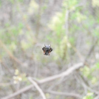 Austracantha minax (Christmas Spider, Jewel Spider) at Wanniassa Hill - 20 Feb 2016 by RyuCallaway
