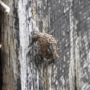 Mataeomera coccophaga at Fadden, ACT - 14 Jan 2016