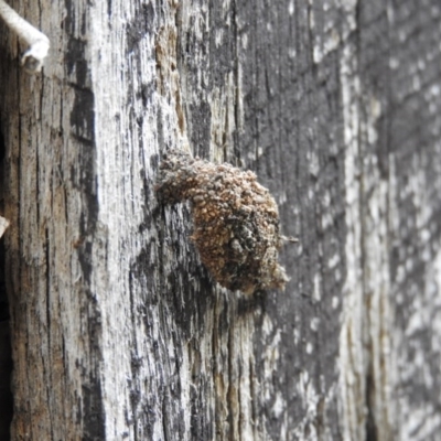 Mataeomera coccophaga (Brown Scale-moth) at Fadden, ACT - 14 Jan 2016 by ArcherCallaway