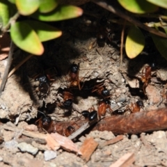 Camponotus consobrinus (Banded sugar ant) at Fadden, ACT - 2 Jan 2016 by RyuCallaway