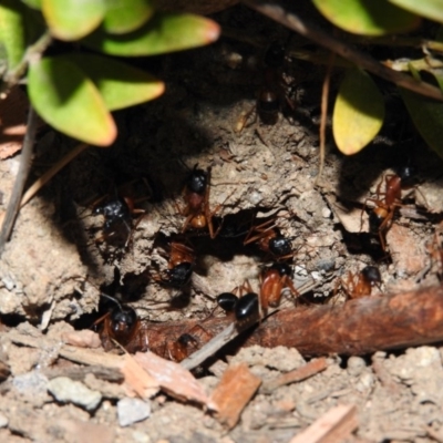 Camponotus consobrinus (Banded sugar ant) at Fadden, ACT - 2 Jan 2016 by RyuCallaway
