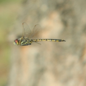 Hemicordulia tau at Fadden, ACT - 21 Dec 2014