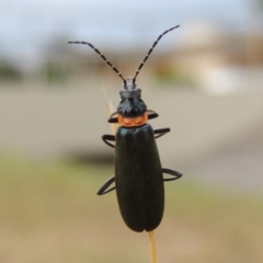 Chauliognathus lugubris (Plague Soldier Beetle) at Gordon, ACT - 6 Dec 2015 by michaelb