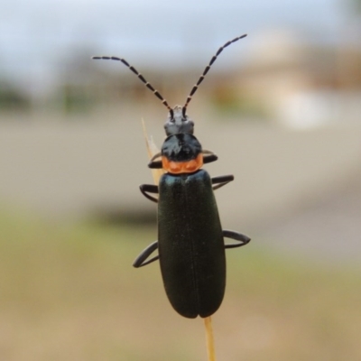 Chauliognathus lugubris (Plague Soldier Beetle) at Gordon, ACT - 6 Dec 2015 by MichaelBedingfield