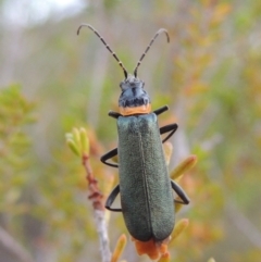 Chauliognathus lugubris (Plague Soldier Beetle) at Tennent, ACT - 4 Feb 2015 by MichaelBedingfield