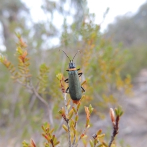 Chauliognathus lugubris at Tennent, ACT - 4 Feb 2015