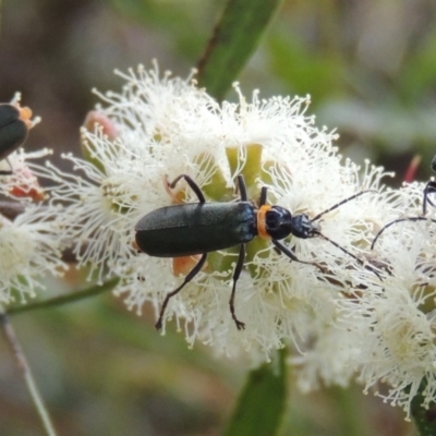 Chauliognathus lugubris (Plague Soldier Beetle) at Conder, ACT - 10 Feb 2013 by MichaelBedingfield