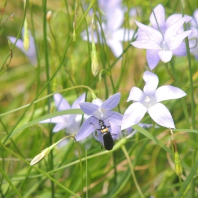 Chauliognathus lugubris (Plague Soldier Beetle) at Conder, ACT - 5 Feb 2015 by michaelb