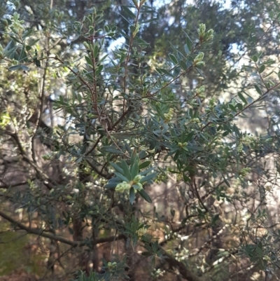 Monotoca elliptica (Tree Broom-heath) at Tura Beach, NSW - 13 Aug 2016 by mstevenson