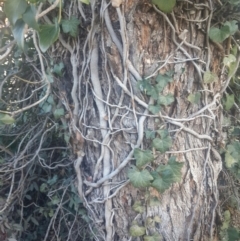 Hedera hibernica (Ivy) at Queanbeyan West, NSW - 13 Aug 2016 by Speedsta