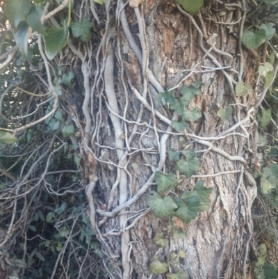 Hedera helix (Ivy) at Queanbeyan West, NSW - 13 Aug 2016 by Speedsta