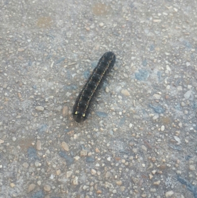 Apina callisto (Pasture Day Moth) at Queanbeyan West, NSW - 13 Aug 2016 by Speedsta