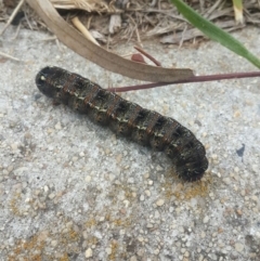 Apina callisto at Queanbeyan West, NSW - 13 Aug 2016