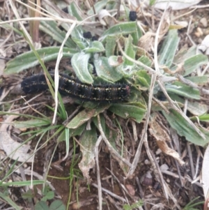 Apina callisto at Queanbeyan West, NSW - 13 Aug 2016