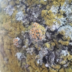 Teloschistes sp. (genus) (A lichen) at Queanbeyan West, NSW - 12 Aug 2016 by Speedsta