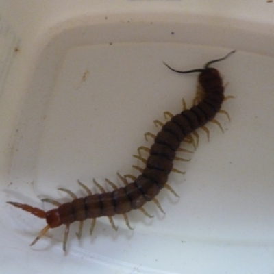Scolopendromorpha (order) (A centipede) at Isaacs, ACT - 24 Aug 2012 by galah681