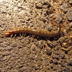 Scolopendromorpha (order) (A centipede) at Tidbinbilla Nature Reserve - 7 Nov 2010 by galah681