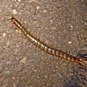 Scolopendromorpha (order) at Paddys River, ACT - 7 Nov 2010