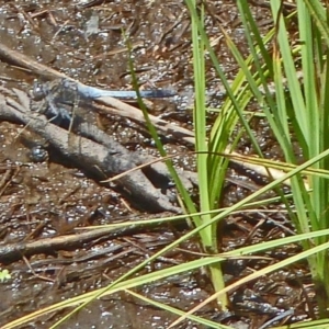 Orthetrum caledonicum at Paddys River, ACT - 4 Feb 2012