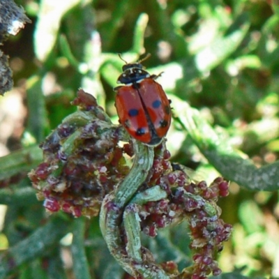 Hippodamia variegata (Spotted Amber Ladybird) at Paddys River, ACT - 15 Nov 2008 by galah681