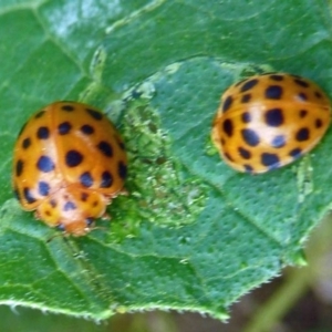 Epilachna sumbana at Isaacs, ACT - 13 Dec 2011