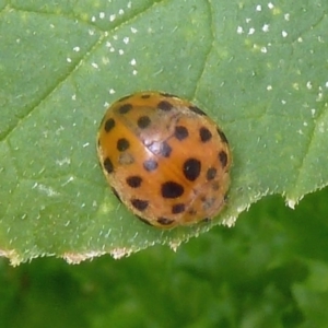 Epilachna sumbana at Isaacs, ACT - 13 Dec 2011