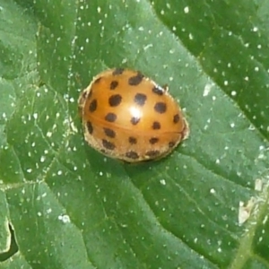 Epilachna sumbana at Isaacs, ACT - 13 Dec 2011