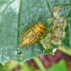 Epilachna sumbana (A Leaf-eating Ladybird) at Isaacs, ACT - 19 Feb 2012 by galah681