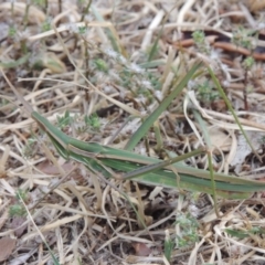 Acrida conica (Giant green slantface) at Paddys River, ACT - 30 Jan 2014 by michaelb