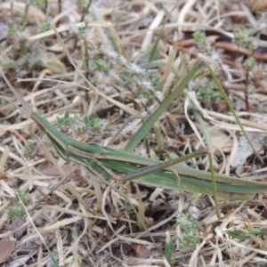 Acrida conica at Paddys River, ACT - 30 Jan 2014