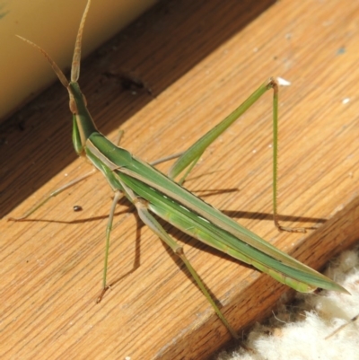 Acrida conica (Giant green slantface) at Paddys River, ACT - 29 Jan 2014 by michaelb