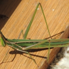 Acrida conica at Paddys River, ACT - 29 Jan 2014