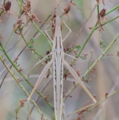 Acrida conica (Giant green slantface) at Tharwa, ACT - 1 Feb 2014 by michaelb