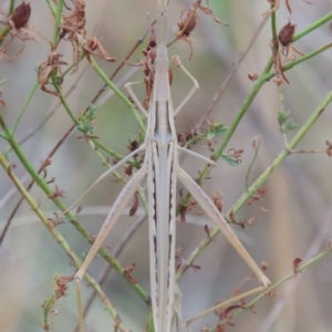 Acrida conica at Tharwa, ACT - 1 Feb 2014 07:28 PM