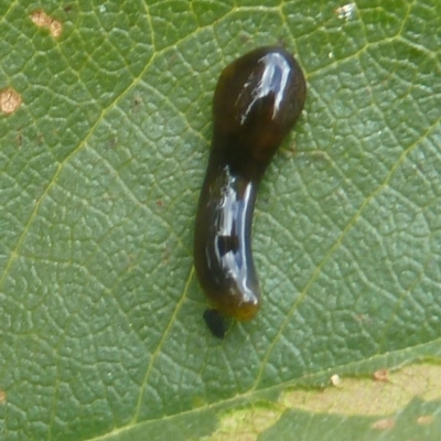 Caliroa cerasi (Cherry Slug Sawfly, Pear and Cherry Slug, Pear and Cherry Sawfly) at Isaacs, ACT - 19 Mar 2011 by galah681