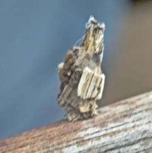 Psychidae (family) IMMATURE at Isaacs, ACT - 13 Feb 2015