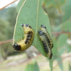 Paropsis atomaria (Eucalyptus leaf beetle) at Paddys River, ACT - 19 Mar 2011 by galah681