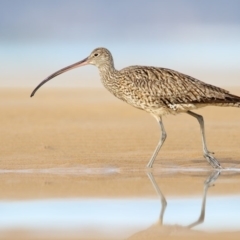 Numenius madagascariensis (Eastern Curlew) at Merimbula, NSW - 13 Aug 2016 by Leo